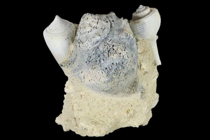 Tall, Miocene Fossil Gastropod Cluster - France #113702